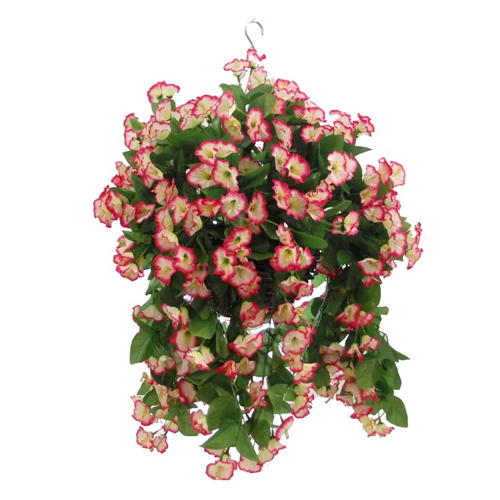 Hanging Basket 10 inch Morning Glory In Fuchsia-White