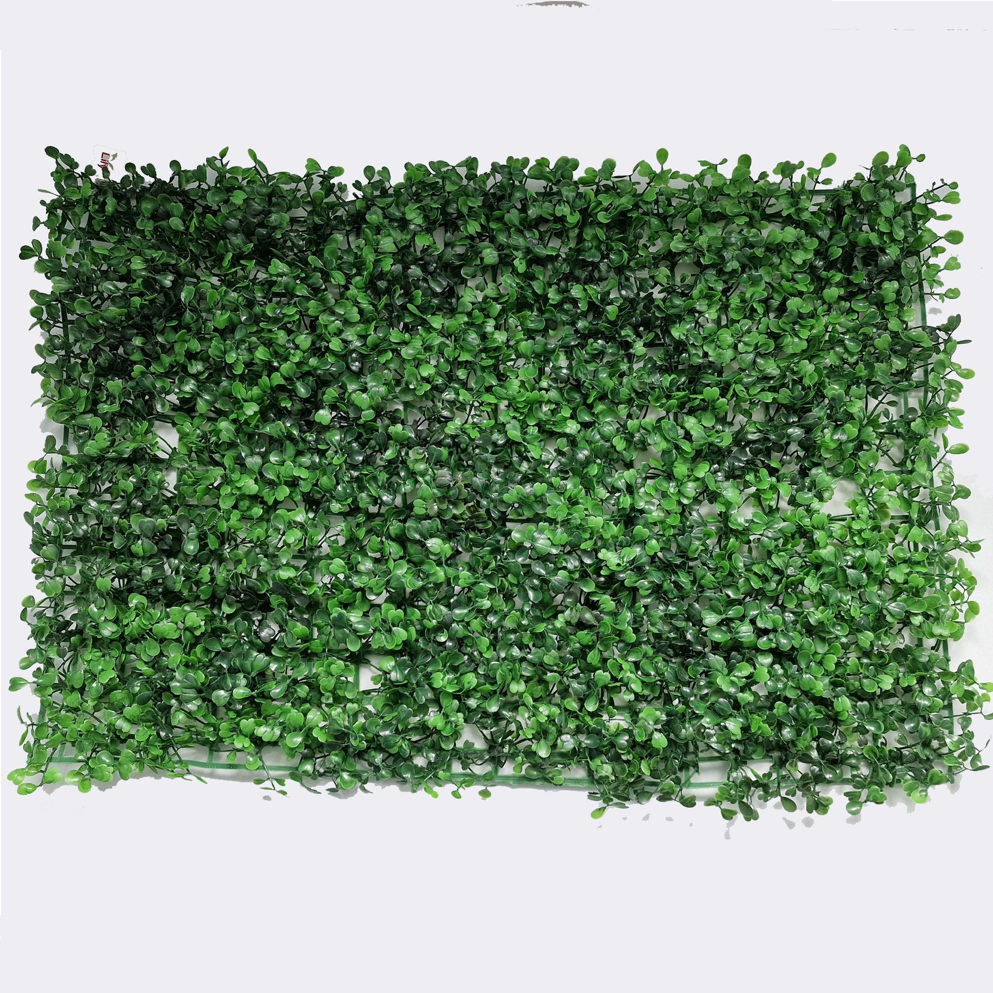 Boxwood Topiary Hedge Wall Panel 60cm x 40cm - Amor Flowers