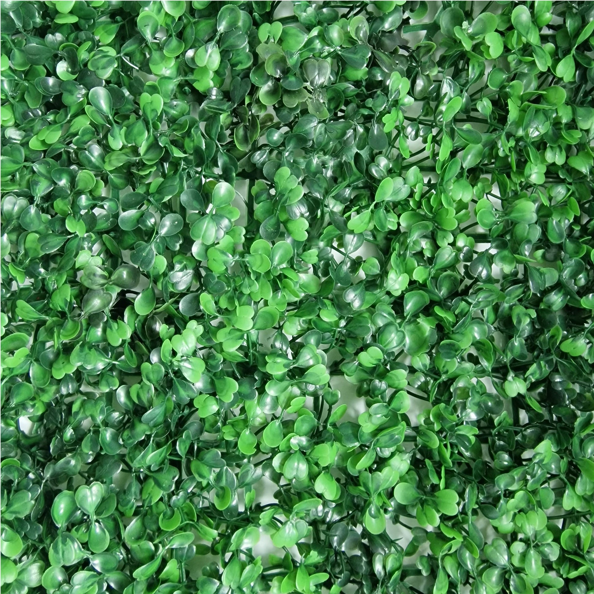 Boxwood Topiary Hedge Wall Panel 60cm x 40cm - Amor Flowers